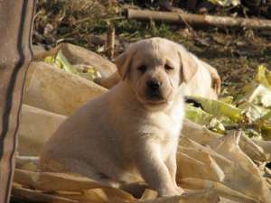 pui labrador superbi