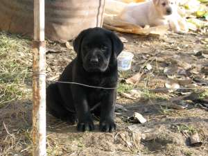 pui labrador superbi