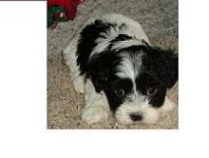 Vand catei Bichon Havanez.