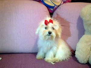 Vand catelusa rasa Bichon maltez