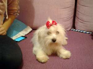 Vand catelusa rasa Bichon maltez