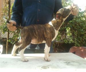 vand pui bullterrier