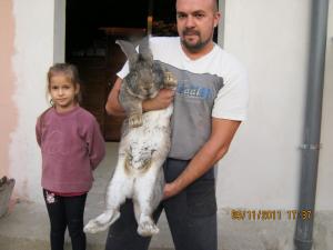 vand iepuri