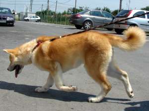 Caut mascul Akita Inu pentru imperechere