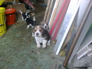 Vand Beagle