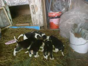 Vand Beagle