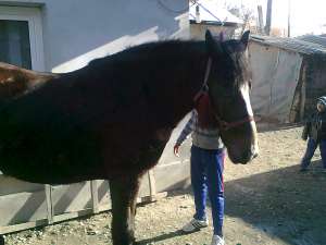 cal muran de vanzare