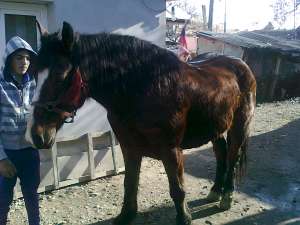 cal muran de vanzare