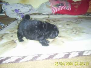 Vand Bichon Havanese