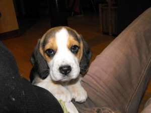 Catei beagle tricolor