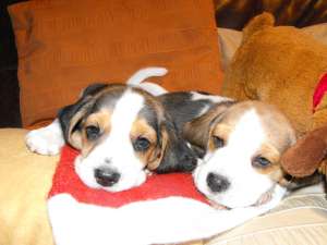 Catei beagle tricolor