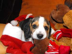 Catei beagle tricolor