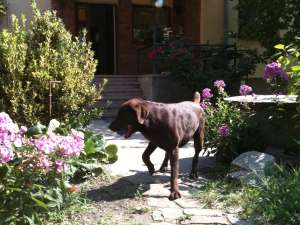 Pierdut labrador ciocolatiu