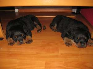 de vanzare catei rottweiler