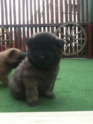 Vand catei chow chow