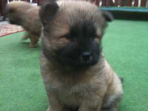 Vand catei chow chow
