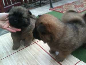 Vand catei chow chow