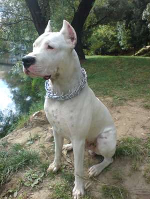 DOG ARGENTINIAN pentru MONTA