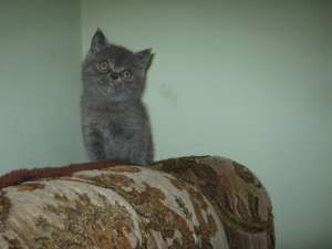 vand pisoi british shorthair