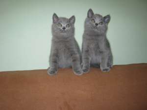 vand pisoi british shorthair