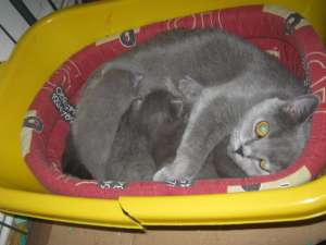 vand pisoi british shorthair
