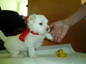 Vand pui Bichon Maltez
