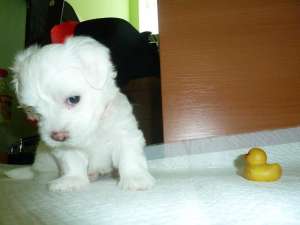 Vand pui Bichon Maltez