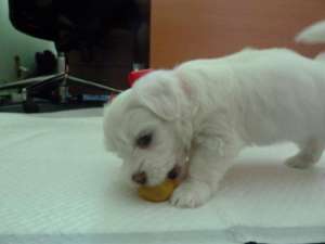 Vand pui Bichon Maltez