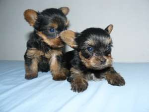 Yorkshire Terrier mini toy de EXCEPTIE !!!