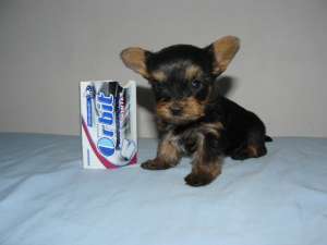 Yorkshire Terrier mini toy de EXCEPTIE !!!