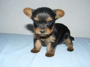 Yorkshire Terrier mini toy de EXCEPTIE !!!