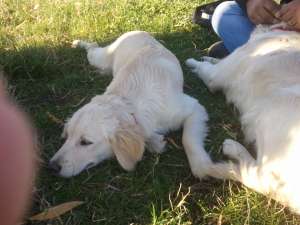 Vand catelusi superbi Golden,    9 saptamani