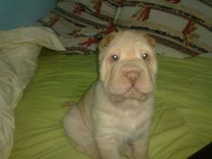 Vand puiut Shar-pei