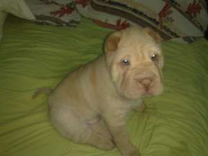Vand puiut Shar-pei