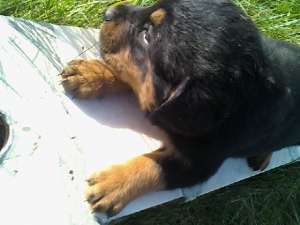 Pui Rottweiler