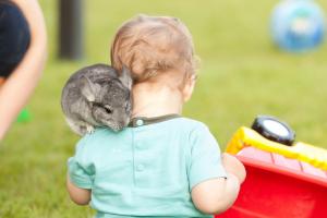 chinchilla