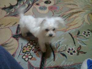 Vand Bishon maltez Pitic