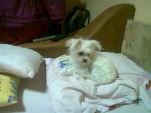 Vand Bishon maltez Pitic