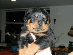 Pui de rottweiler