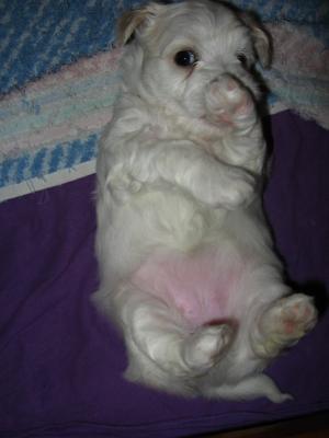 Vand pui bichon maltez