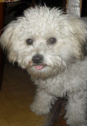 URGENT CAUT BICHON MASCUL PT MONTA !