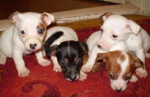 Jack Russel Terrier masculi si femele
