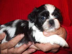 Shi-tzu tricolor si bicolor