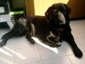 PIERDUT FEMELA RASA LABRADOR RETRIEVER CULOARE NEAGRA IN TG-MURES