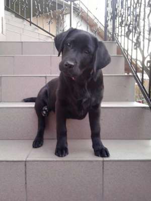 PIERDUT FEMELA RASA LABRADOR RETRIEVER CULOARE NEAGRA IN TG-MURES