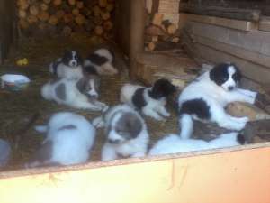 vand catei ciobanesc romanesc de bucovina