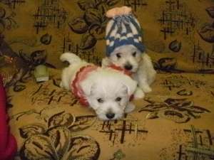 Vand Westie Terrier