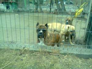 vand cate dogo canario