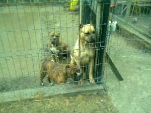 vand cate dogo canario