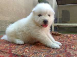 Fetita Samoyede de vanzare